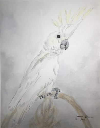Watercolor and ink painting of a sulfur crested cockatoo perched on a chair back